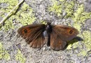 Erebia cassioides mecedonica ©  S. Beshkov